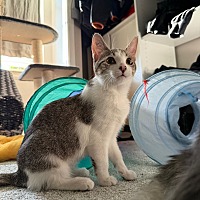 adopt a pet