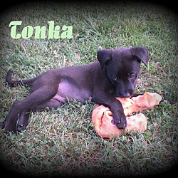 Thumbnail photo of Tonka #1