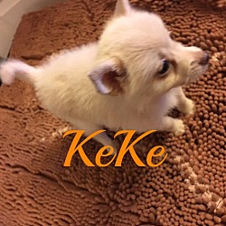 Thumbnail photo of KeKe #2