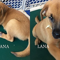 Thumbnail photo of Lana - "L" Litter #2