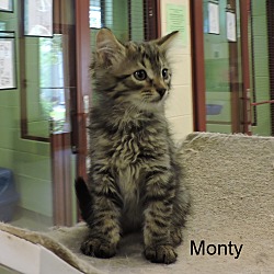 Thumbnail photo of Monty #2