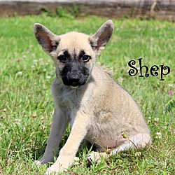 Thumbnail photo of Shep~adopted! #1