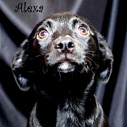 Thumbnail photo of Alexa~adopted! #2