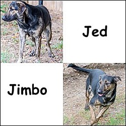 Photo of Jimbo
