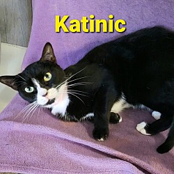 Photo of Katinic
