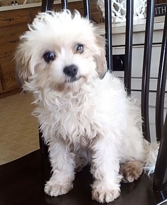 Greenville, SC - Cavachon. Meet DAISY a Pet for Adoption - AdoptaPet.com