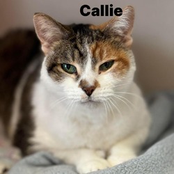 Thumbnail photo of Callie 240096 #1