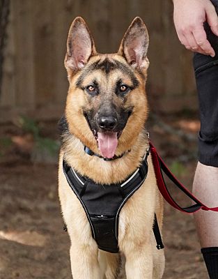 Bordentown, NJ - German Shepherd Dog. Meet Maverick a Pet for Adoption ...