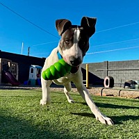adopt-pet
