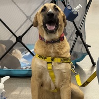 adopt-pet