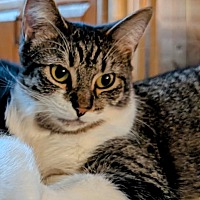 adopt-pet