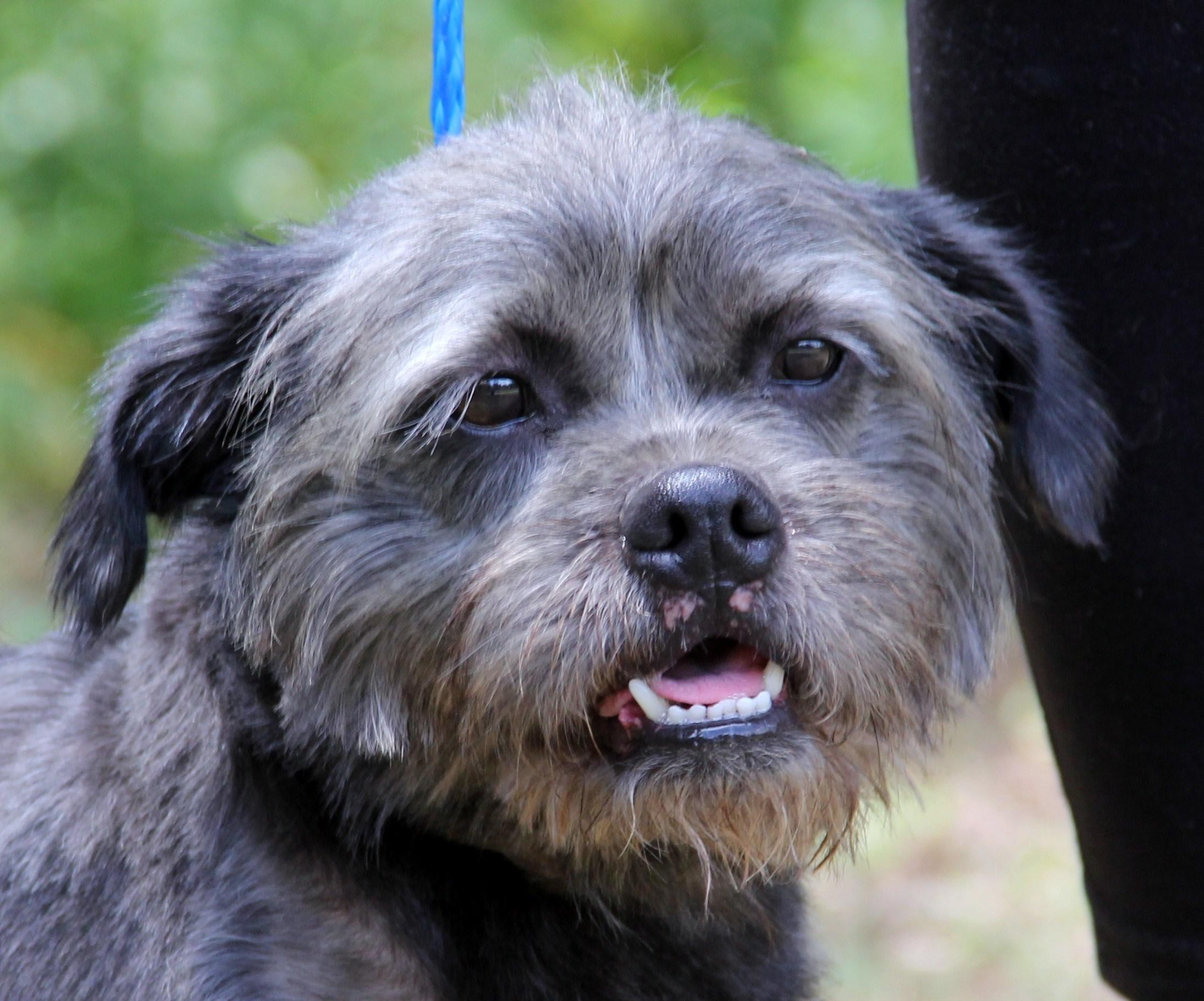 schnauzer mixed with pug