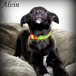 Thumbnail photo of Alvin ~ meet me! #1