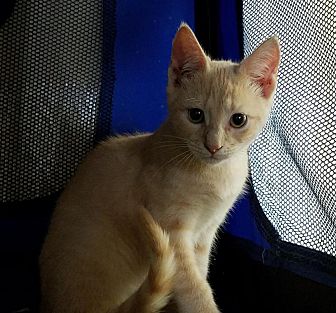 Adopt A Pet Petsmart Charities