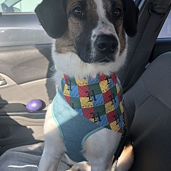 Photo of Dexter