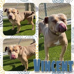 Photo of VINCENT