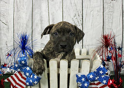 Buckeye bull terrier shop rescue