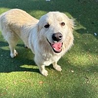 adopt a pet
