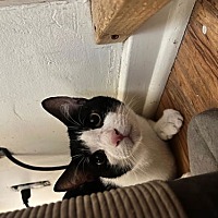 adopt a pet