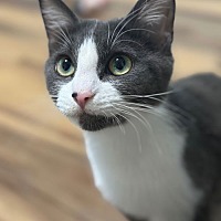 adopt a pet