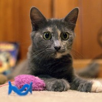 adopt a pet