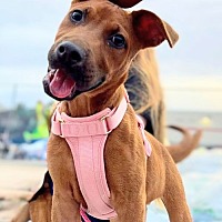 adopt a pet