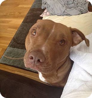 american pit bull terrier