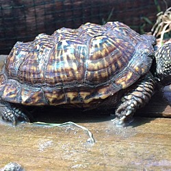 Thumbnail photo of Ornate Box Turtles #2