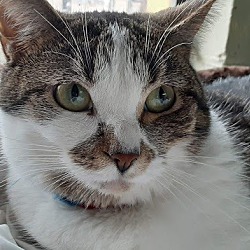 Happy Tails Animal Care Center in Buffalo, Indiana