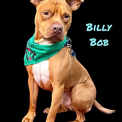 Photo of BILLY BOB