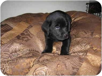 bullmastiff lab mix puppies