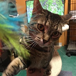 Photo of Patches