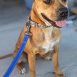 Photo of Belle