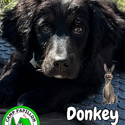 Photo of Donkey