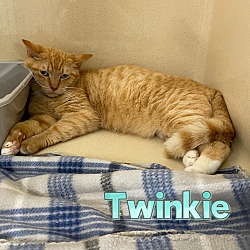 Thumbnail photo of Twinkie #2