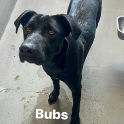 Photo of BUBS-A2119567