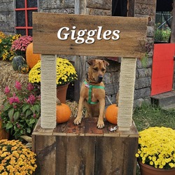 Thumbnail photo of Giggles #2