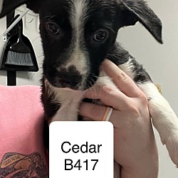 Thumbnail photo of Cedar B417 #1