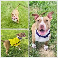 adopt a pet