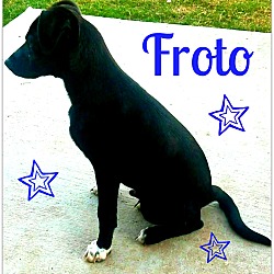 Thumbnail photo of Froto #2