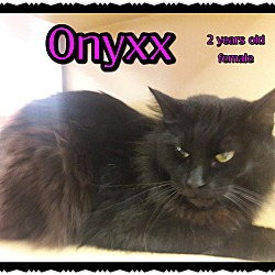 Thumbnail photo of Onyxx #3