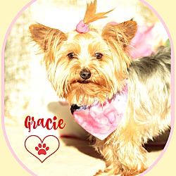 Thumbnail photo of Gracie-adoption pending #1