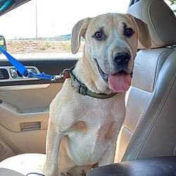 georgia shar pei puppies