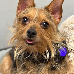 Photo of Blu (formerly Griffin)