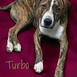 Thumbnail photo of Turbo #4