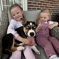 adopt a pet