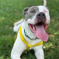 adopt a pet