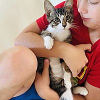 adopt a pet