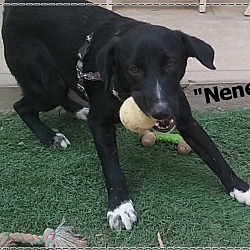 Thumbnail photo of Nene (in adoption process) #1