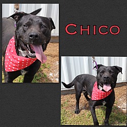 Photo of Chico